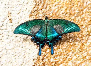 Papilio dehaanii