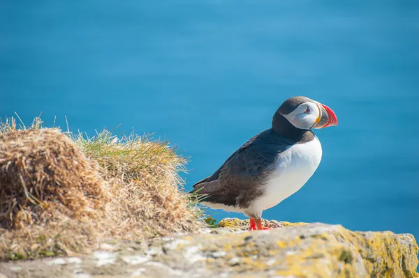 Puffin 절벽에 — 스톡 사진