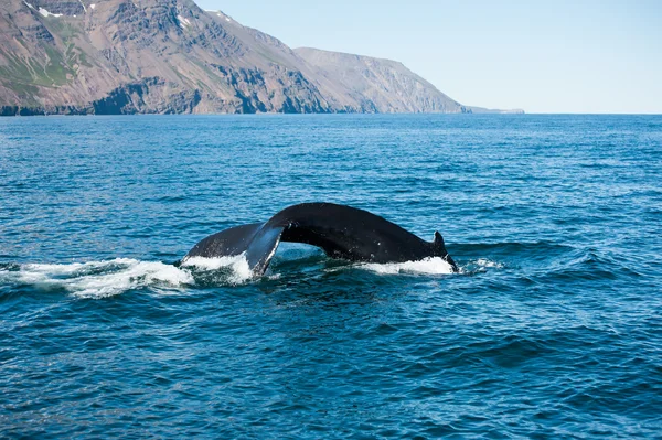 Aleta de ballena jorobada — Foto de Stock