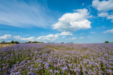 dantelli phacelia alan