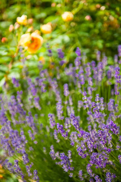 Lavanda — Fotografia de Stock