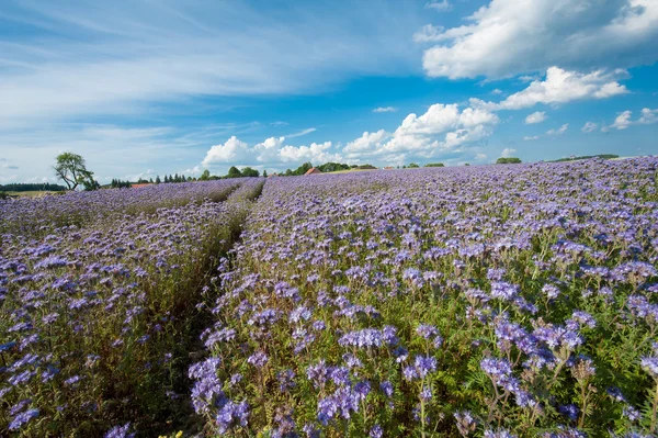 Spitzenphazelie-Feld — Stockfoto