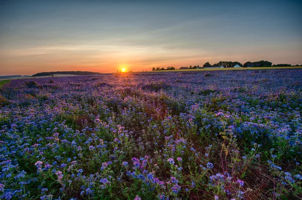 레이스 phacelia 필드 — 스톡 사진