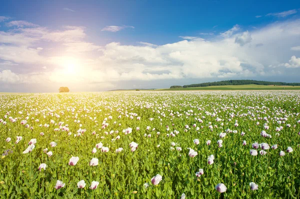 Sun and poppy field — Stock Photo, Image