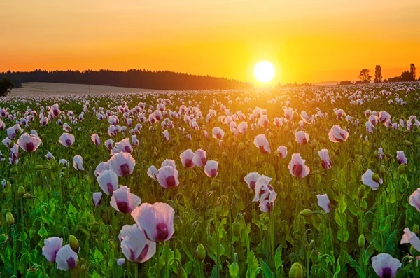 罂粟场日落 — 图库照片