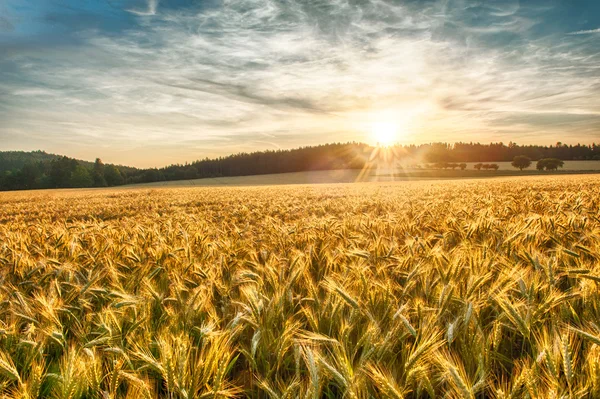 大麦在日落时 — 图库照片