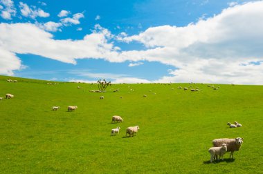 Yeni Zelanda koyun