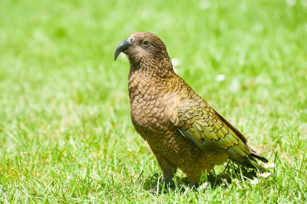 Papagaio da montanha Kea — Fotografia de Stock