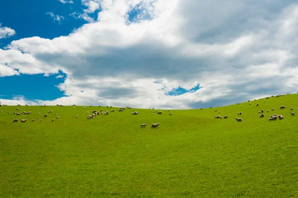 Ovinos na Nova Zelândia — Fotografia de Stock