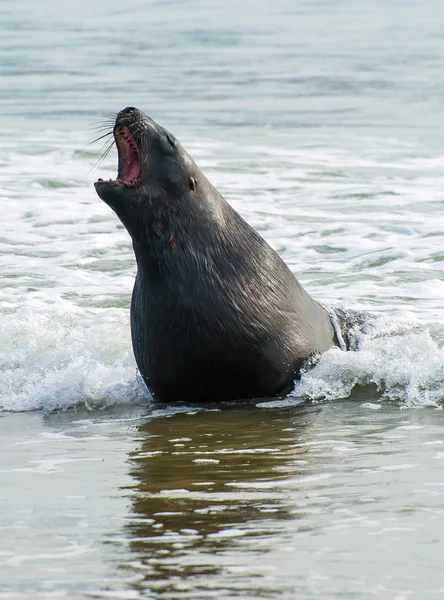 Sea Lion — Stock Photo, Image