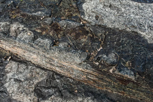 化石の森 — ストック写真
