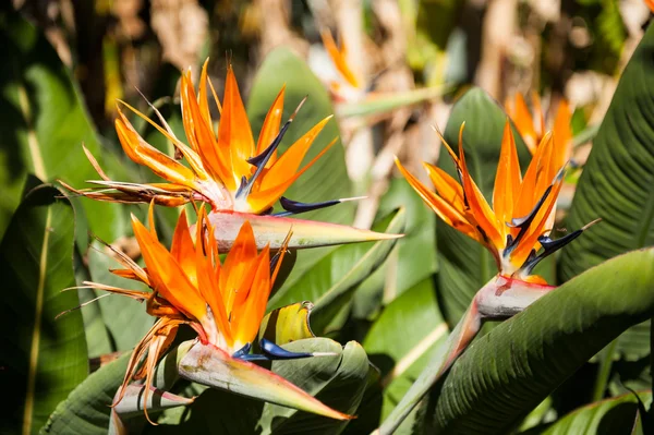 Strelitzia — Stock Photo, Image