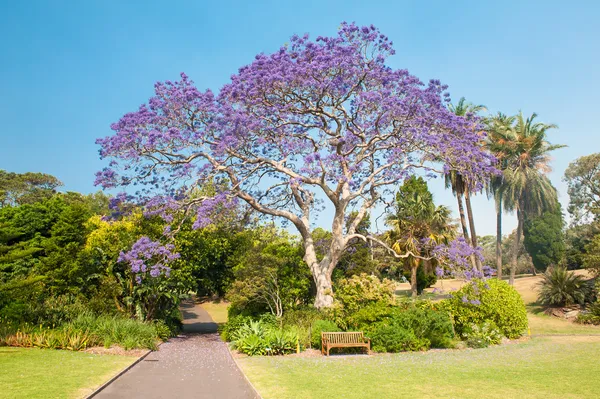 Jacarandá — Fotografia de Stock