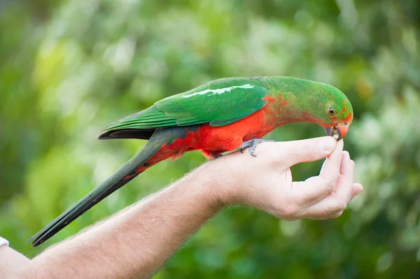 Королевский попугай — стоковое фото
