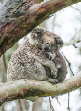Koalas
