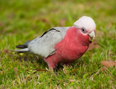 galah kakadu