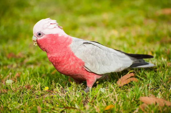 Gallah cockatoo — Foto Stock