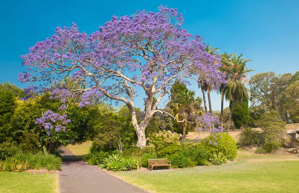 Pohon Jacaranda — Stok Foto