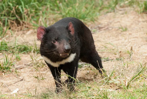 Tasmanischer Teufel — Stockfoto