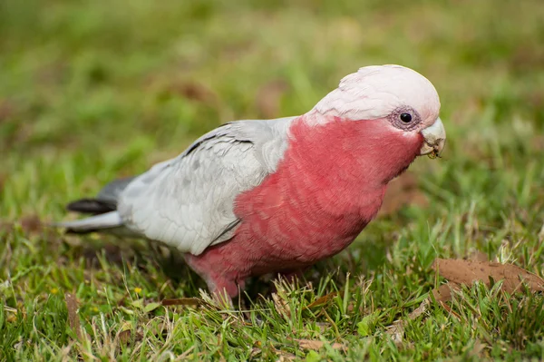 Galah kakadua — Stockfoto