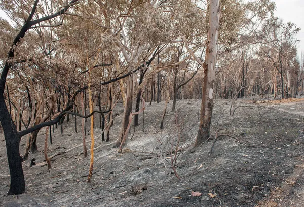 Australian forest fire — Stock Photo, Image