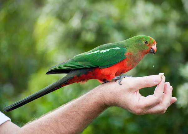 Koning-de parrot — Stockfoto