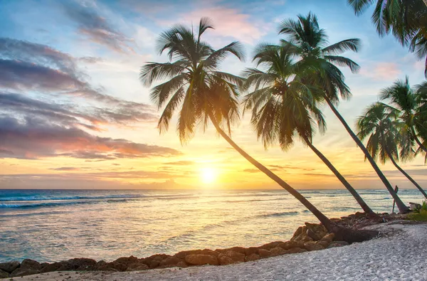 Barbados Ordförande — Stockfoto