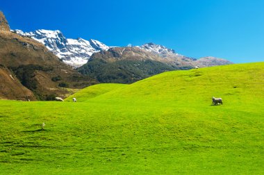 Yeni Zelanda dağları