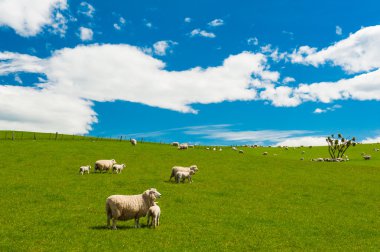 Yeni Zelanda koyun