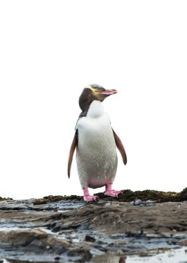 Yellow-eyed penguin clipart