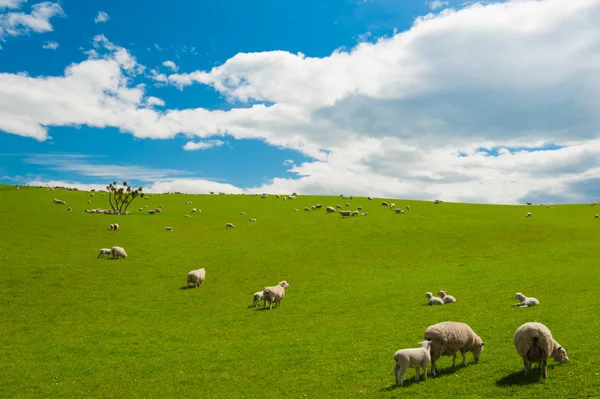 Schapen in de Nieuw-Zeeland — Stockfoto