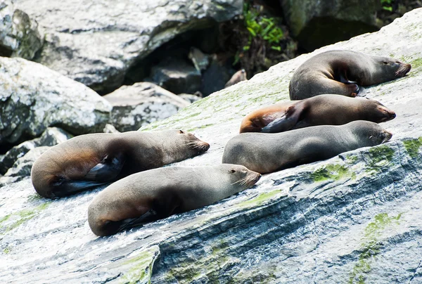 Colónia de focas — Fotografia de Stock