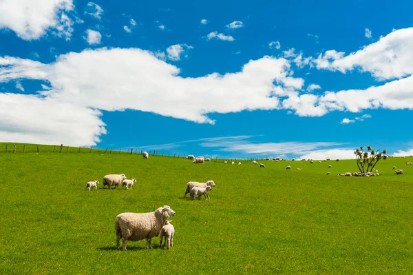 Schapen in de Nieuw-Zeeland — Stockfoto