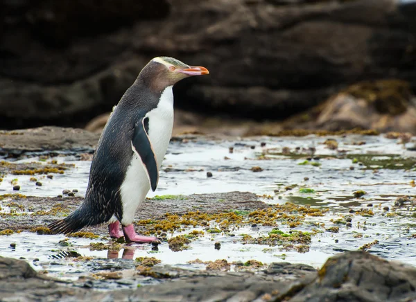 Pingouin aux yeux jaunes — Photo