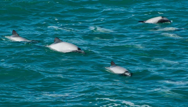 Дельфины Гектора — стоковое фото