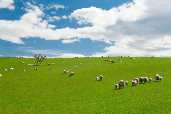 Schapen in de Nieuw-Zeeland — Stockfoto