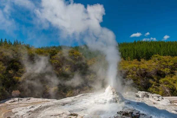 Ledy Knox geyser — Stock Photo, Image