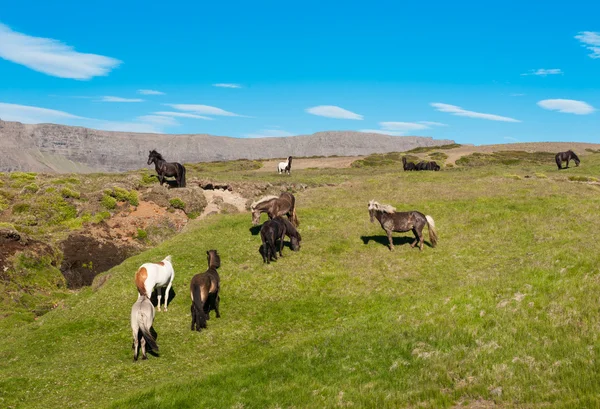 IJslandse paarden — Stockfoto
