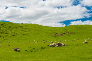 Yeni Zelanda koyun