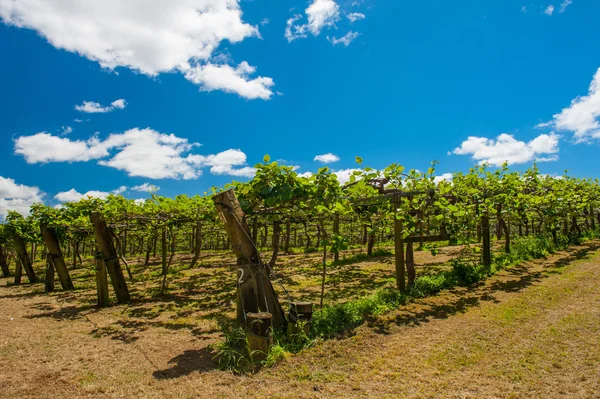 Plantación Kiwi —  Fotos de Stock