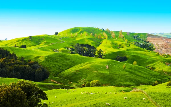 Hills of the New Zealand — Stock Photo, Image