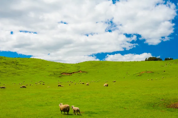 Schafe im Neuseeland — Stockfoto