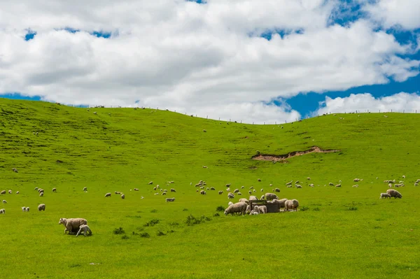 Ovce na Novém Zélandu — Stock fotografie