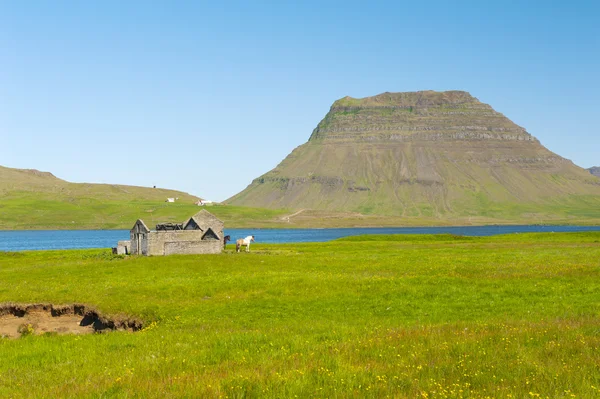 Fjord und ein Pferd — Stockfoto