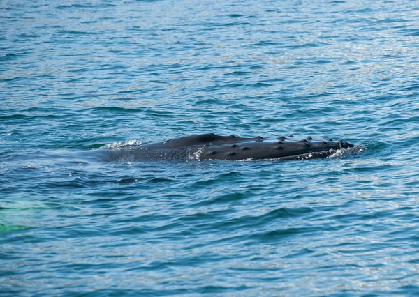 座头鲸 — 图库照片
