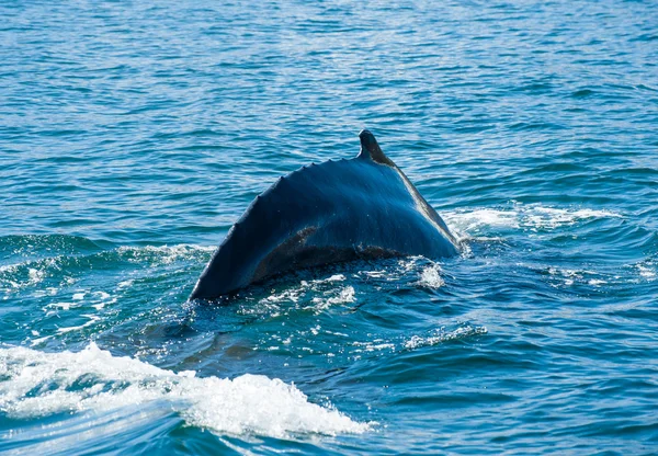 Aleta de ballena jorobada — Foto de Stock