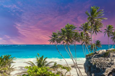 Denizin üzerinde güzel bir gün batımı, Barbados 'un Karayip adasındaki beyaz Bottom Sahili' nde palmiye manzarası.