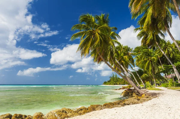 Palmy Białej Plaży Turkusowe Morze Karaibskiej Wyspie Barbados — Zdjęcie stockowe