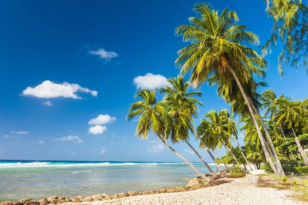 Palmas Praia Branca Mar Azul Turquesa Uma Ilha Caribenha Barbados — Fotografia de Stock