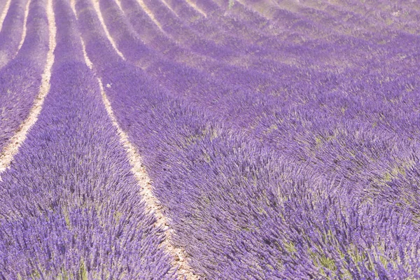 Detail Krásné Levandule Provence Francie — Stock fotografie